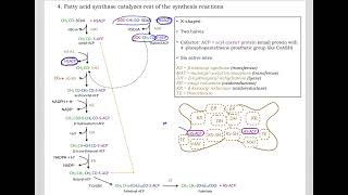 513 Understand not memorize metabolism Postprandial Fatty acid synthesis [upl. by Wolpert]