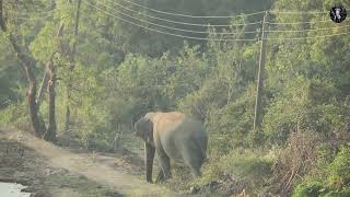 Amazing Encounter Wild Elephants Surprising HumanFriendly Behavior [upl. by Gnek]