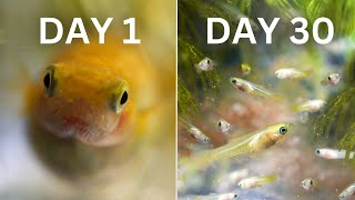 How Easy is Guppy Breeding  30 Day Experiment [upl. by Llewoh]