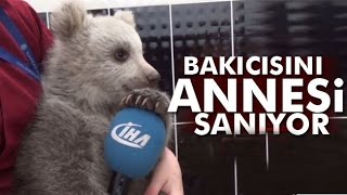 Yavru Ayı Bakıcısını Annesi Sanıyor [upl. by Bradski]