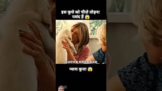 dog amazingfacts motivation factsinhindi doglover dogs dogvideo cartoon saveanimals [upl. by Veriee]