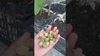 Makoy cape gooseberry in pot terrace garden harvesting [upl. by Lenny]