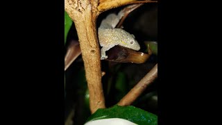 Bauers chameleon gecko eurydactylodes agricolae Breeding Part 1 [upl. by Dorothi]