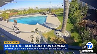 Tommy Lees dog snatched by coyote wife Brittany Furlan pulls pet from jaws [upl. by Rahman]