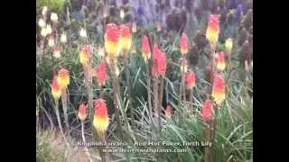 Kniphofia uvaria Red Hot PokerTorch LilyTritoma [upl. by Alonzo977]