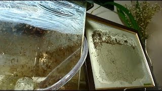 Habitat Nest Burrow™ Professional Ant FarmFormicarium Instructional Video [upl. by Cairistiona]