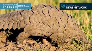 Meet the pangolin who’s teaching humans about his own kind [upl. by Chobot185]