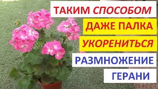 Как укоренить ГЕРАНЬ ЛУЧШИЙ СПОСОБ как черенковать пеларгонию и герань и размножить черенками [upl. by Tare]