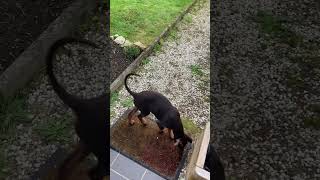 Morgenroutine mit 17 Wochen altem Dobermann Welpen dobermann welpe braunerdobermann [upl. by Freud712]