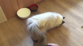 Fara the Himalayan Cat [upl. by Bacon]