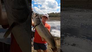 I caught a GIANT mudfish in this Spillway fishing spillwayfishing reels sportfishing giant [upl. by Donnell]