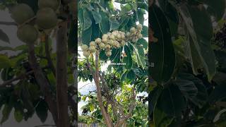 Lagerstroemia speciosaBằng lăng sai trái [upl. by Luzader]