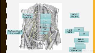 innervation membre inférieur PART 1 [upl. by Nevetse]