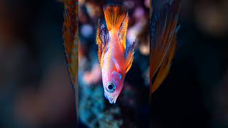 Pseudanthias hypselosoma slowly swims through the ocean [upl. by Rosenberger]