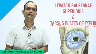 LEVATOR PALPEBRAE SUPERIORIS  TARSUS  Superior Tarsal Muscle  Ptosis [upl. by Cheryl648]