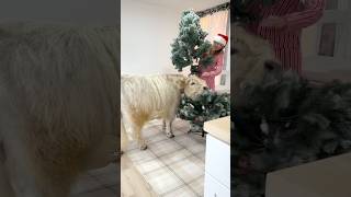 My cow helps decorate for Christmas [upl. by Lymn]