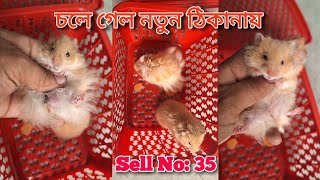 Syrian Hamster চলে গেল নতুন ঠিকানায়  Sell No 35  Hamster Price In Bangladesh  My Hobby Bd [upl. by Ycrad713]