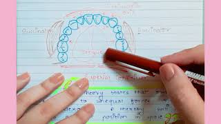 Equilibrium Theory  Buccinator Mechanism [upl. by Cyna]