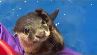 An otter showing human how to pet him 😆  Cuteness Overload 😍 [upl. by Darrej]