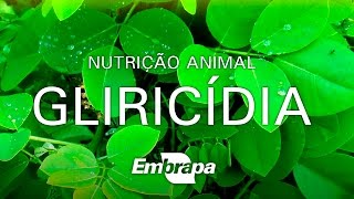 Gliricídia é um ótimo alimento para os animais [upl. by Ayekram]