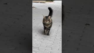 Gang Leader Cat cats gangestar youtube youtubeshorts [upl. by Llerreg367]