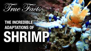 True Facts Shrimp Hunt Starfish [upl. by Dhar]