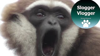 Close Up Gibbon With Its Amazing 100 Decibel Voice [upl. by Yung207]