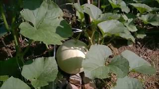 Sugar Melon amp Honey Dew How to grow it Cara mudah Tanam Melon amp Melon Madu Kedah Malaysia [upl. by Arednaxela]