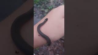 ringneck number 3 snake herping venomoussnake herpetology venomous snek snakes [upl. by Oakie739]