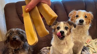 EcoKind Pet Treats Himalayan Yak Cheese Dog Chew Over 60 Protein Taste Test with My 3 Dogs [upl. by Melamie]