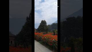 Amazing Moghol Garden srinagarkashmir 👌🌸🌼 shorts [upl. by Aramot]