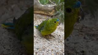 Orangebellied Parrot  Neophema chrysogaster [upl. by Fogel]