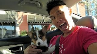 BRINGING HOME A CORGI PUPPY  Life After College Ep 321 [upl. by Olegnalehcim623]