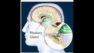 Pituitary gland  Function Location [upl. by Natehc]