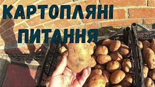 Посадкова картопля  народні прикмети спостереження та питання [upl. by Nilkoorb]