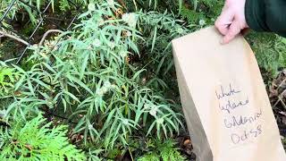 How to harvest White Upland Goldenrod Solidago ptarmicoides seeds [upl. by Acirre]