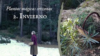 3 PLANTAS MÁGICAS de INVIERNO para la Bruja Verde🌿 [upl. by Ayaladnot]