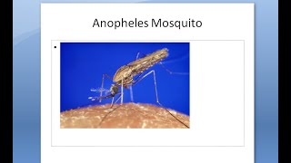 PSM 807 Anopheles Mosquito Morphology Features Larva Egg Pupa [upl. by Thaxter]