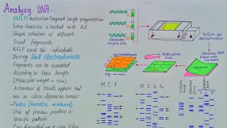 analyzing DNA  DNA fingerprinting  DNA profiling  application of DNA fingerprinting  class 12 [upl. by Lertnom]