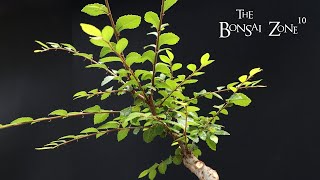 Pruning for the Future on My Chinese Elm The Bonsai Zone May 2023 [upl. by Concha]