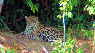 Pantanal Brazil Discover a dozen Jaguar and Col Percy Fawcett This is a jungle float trip [upl. by Ahtennek427]