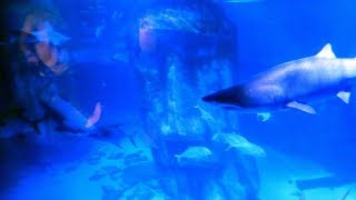 SEA LIFE London Aquarium  FULL TOUR [upl. by Oisinoid404]