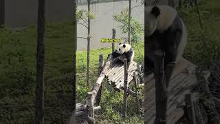 The Unpredictable and Fascinating Life of Pandas funny cute cutepanda panda pandafans ￼ [upl. by Crane]