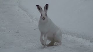 Hare  Lepus timidus [upl. by Barrie]