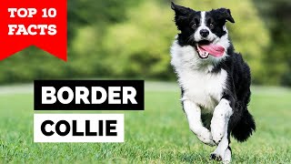 Border Collie  Top 10 Facts [upl. by Paco]