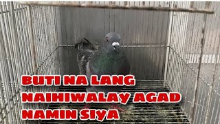 BUTI NA LANG NAIHIWALAY NAMIN SIYA Reggie Cruz Loft amp Aviary reggiecruzloftandaviary [upl. by Daniels758]