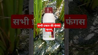 amistar top syngenta  amistar top fungicide  blast rog in dhan  blb in paddydhankikheti [upl. by Uy]