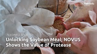 Unlocking Soybean Meal NOVUS Shows the Value of Protease [upl. by Haile]