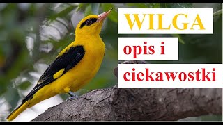 ptak Wilga  opis i ciekawostki [upl. by Snahc]