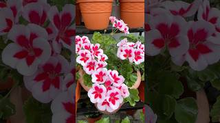 Geranium Flower 🤍❤️ shorts foryou trendingshorts garden geranium beautiful colors fyp [upl. by Nnad]